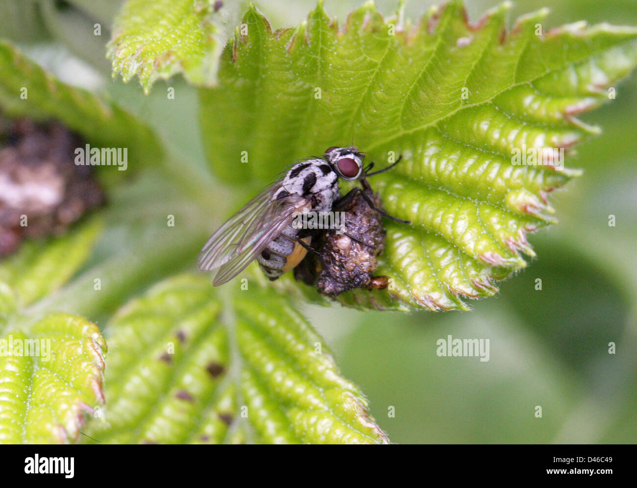 Rain Fly or Root-maggot Fly, Anthomyia procellaris, Anthomyiidae, Diptera. Female. Stock Photo