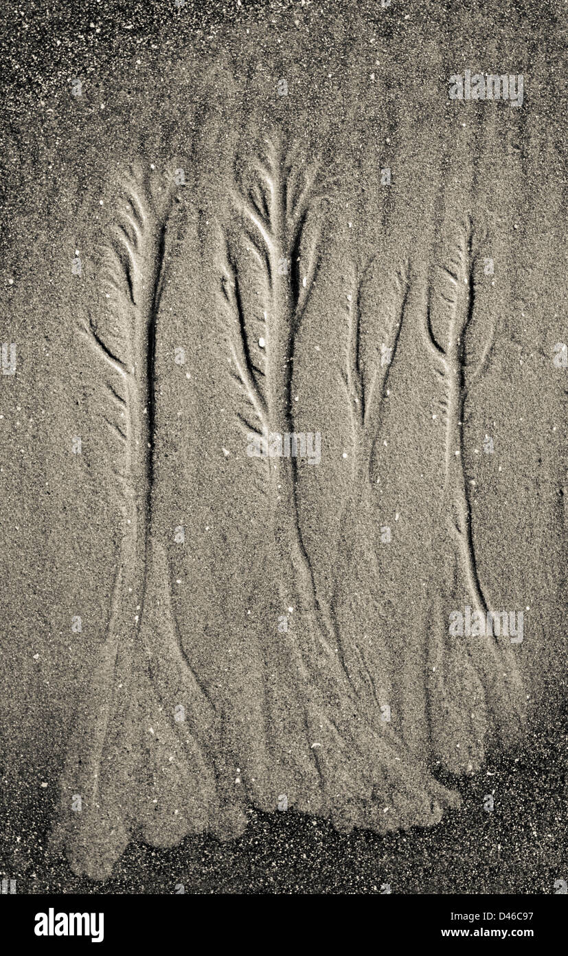 Tree shaped marking in sand, made by the retreating tide Stock Photo