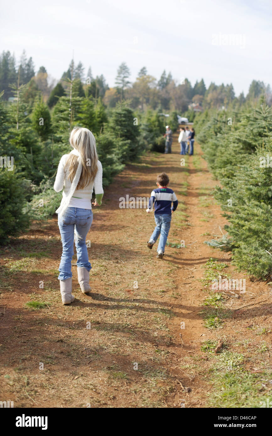 Cut your own christmas tree lot in the mountains Stock Photo Alamy