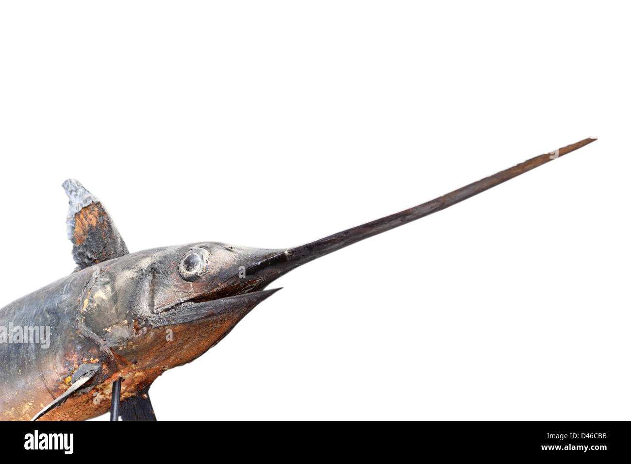 swordfish ( Xiphias gladius ) photographed in a museum isolated over white background Stock Photo
