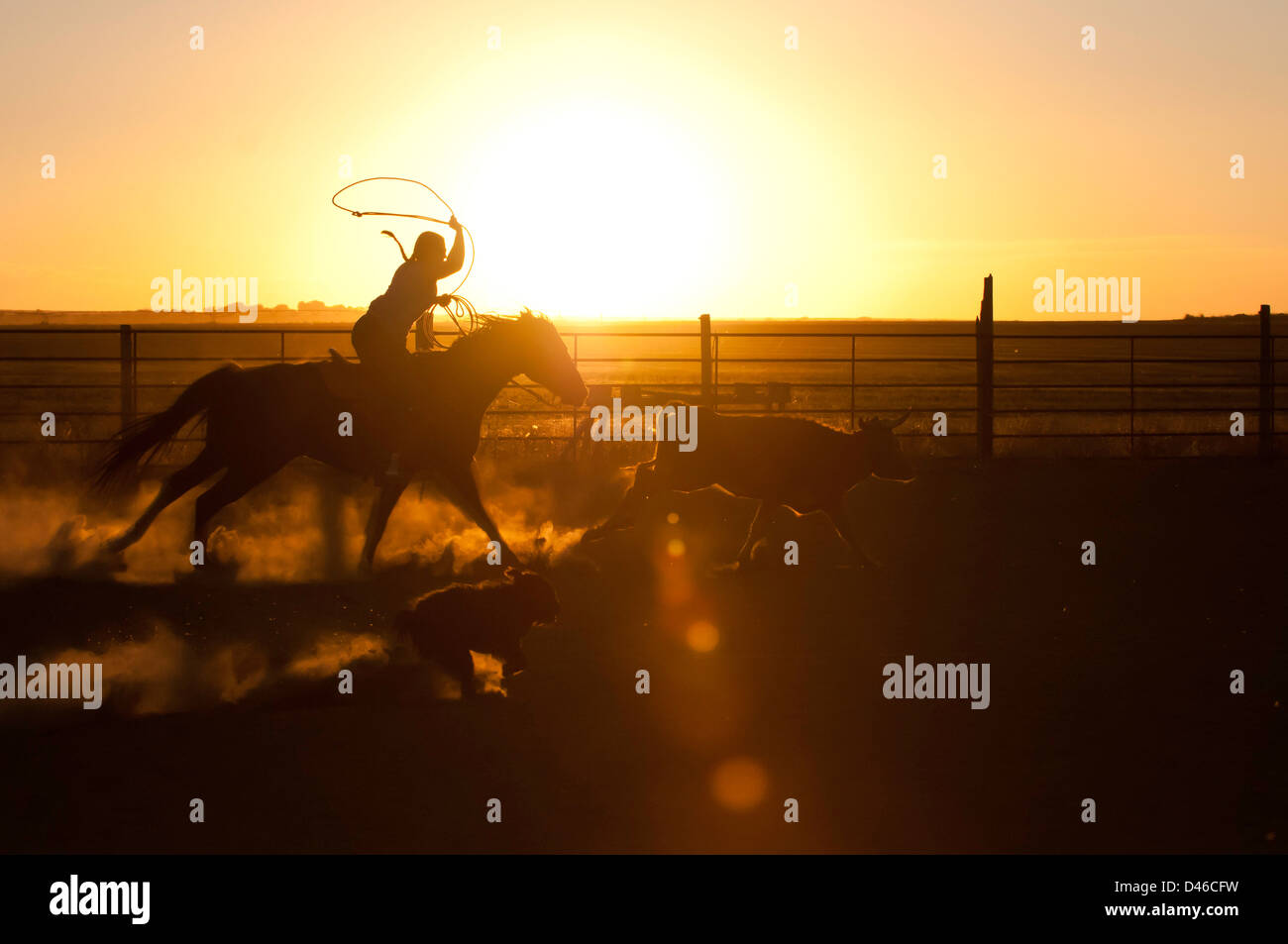 Cowgirl silhouetted while roping steer at sunset in a dusty arena. Twin Falls, Idaho. Stock Photo
