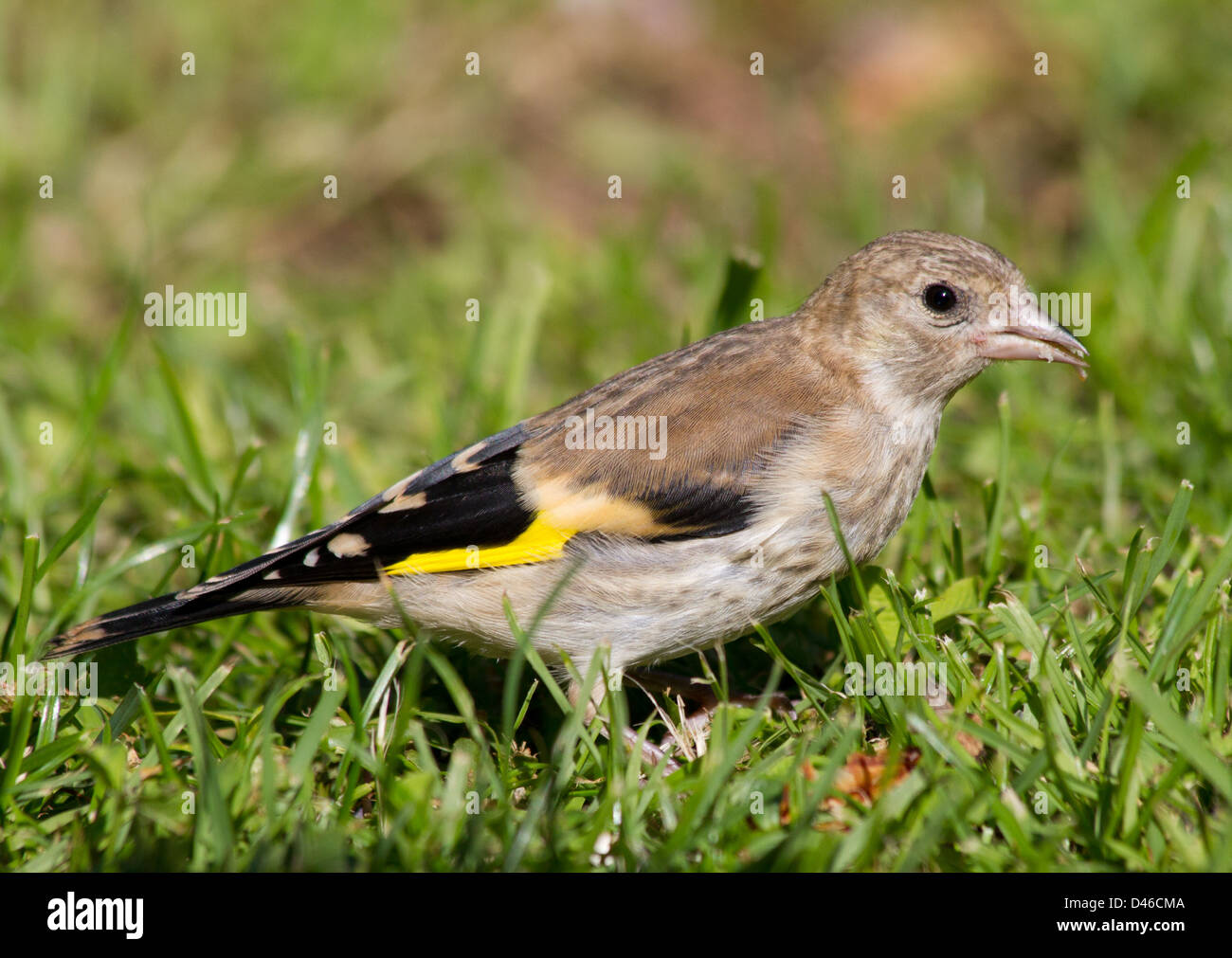 Juvenile Goldfinch feeding on grass Stock Photo