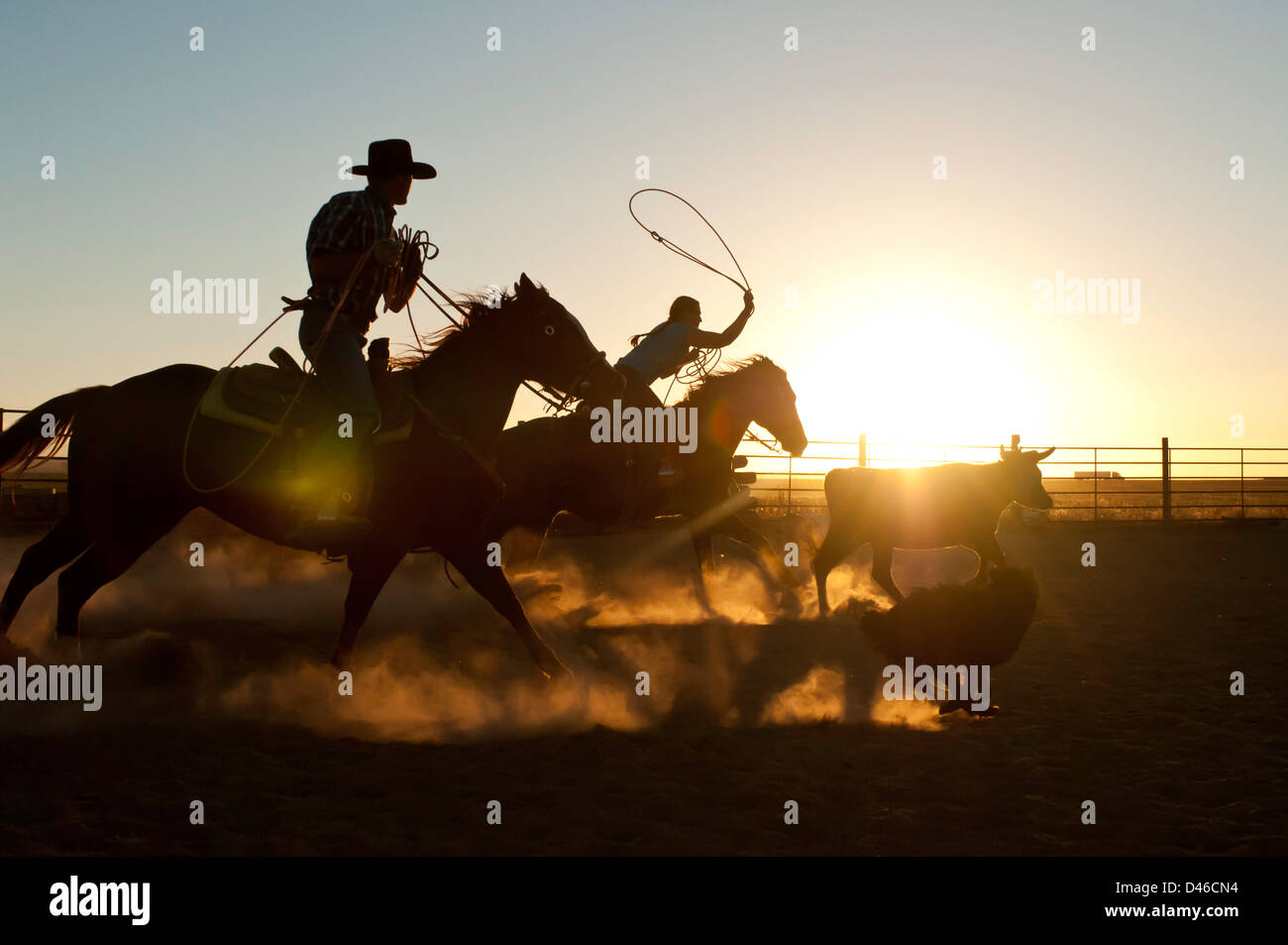 Cowboy and cowgirl silhouetted while roping steer at sunset in a dusty ...