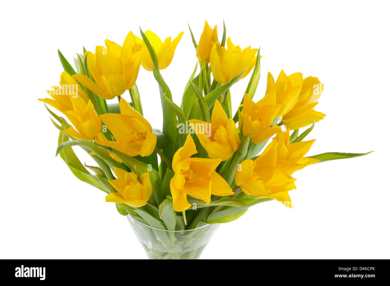yellow tulips in a vase on a white background Stock Photo - Alamy
