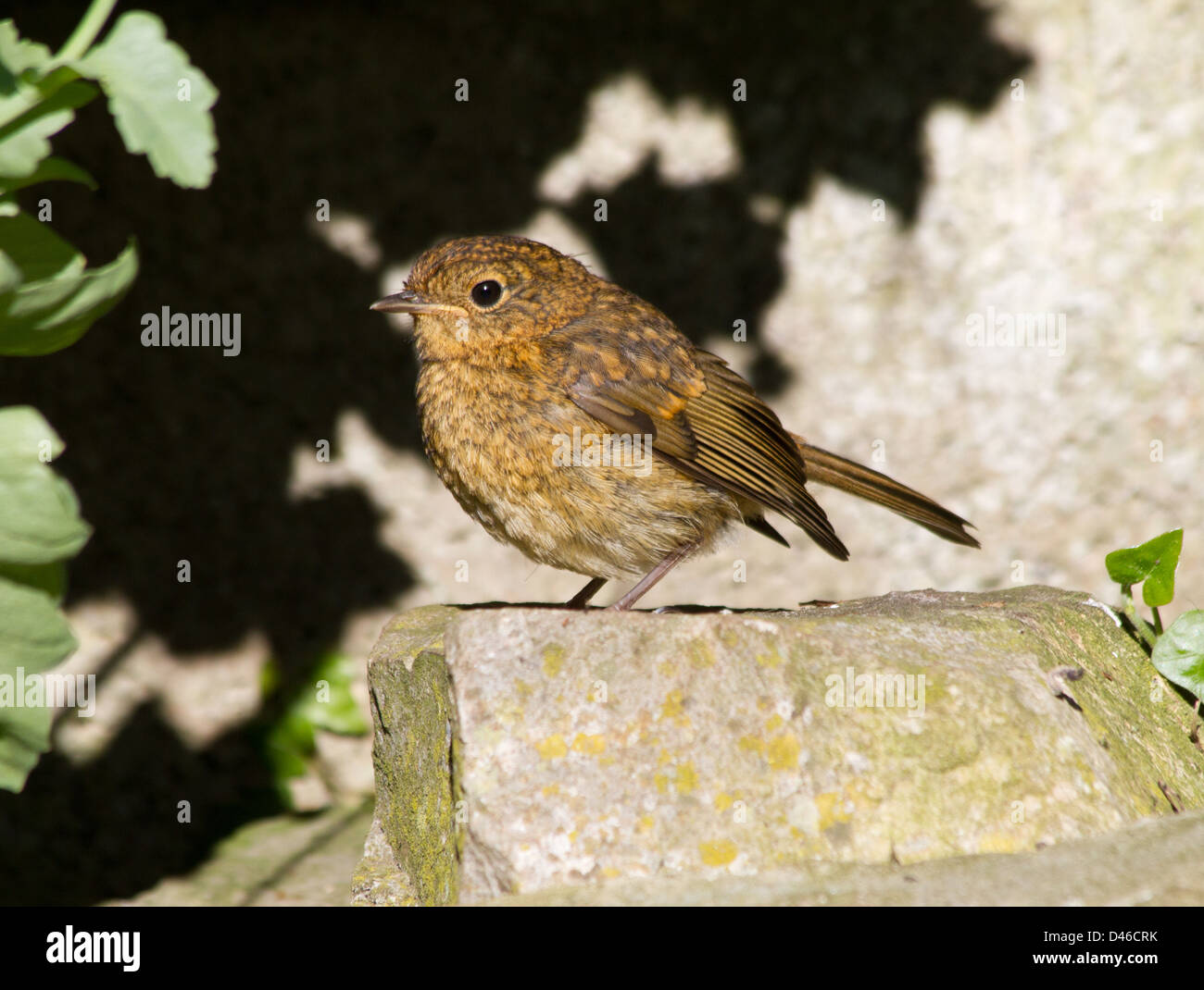 Juvenile Robin standing a rock in garden Stock Photo Alamy