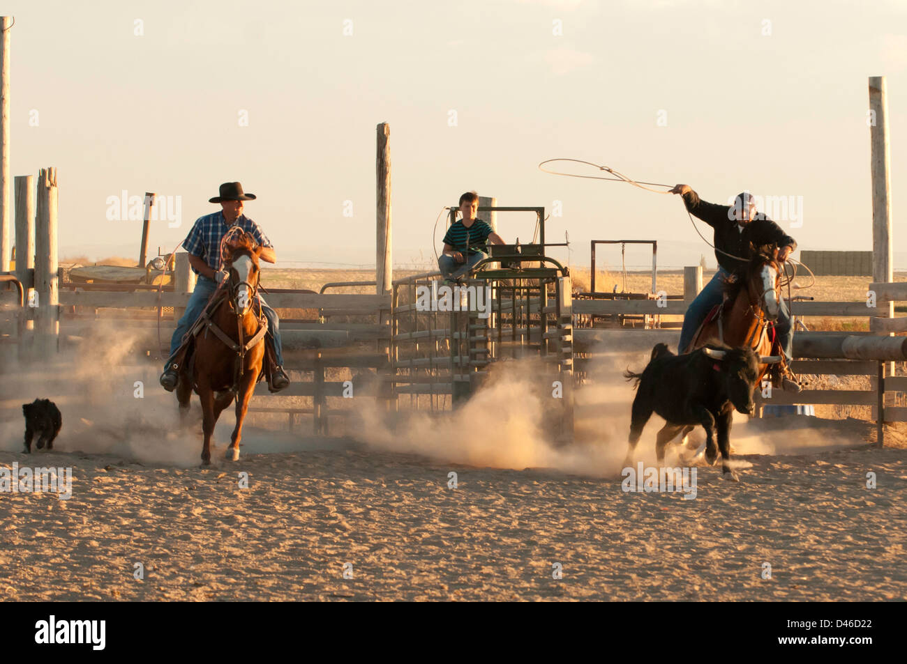 Two cowboys and a dog roping steer in a dusty arena at sunset. Twin ...
