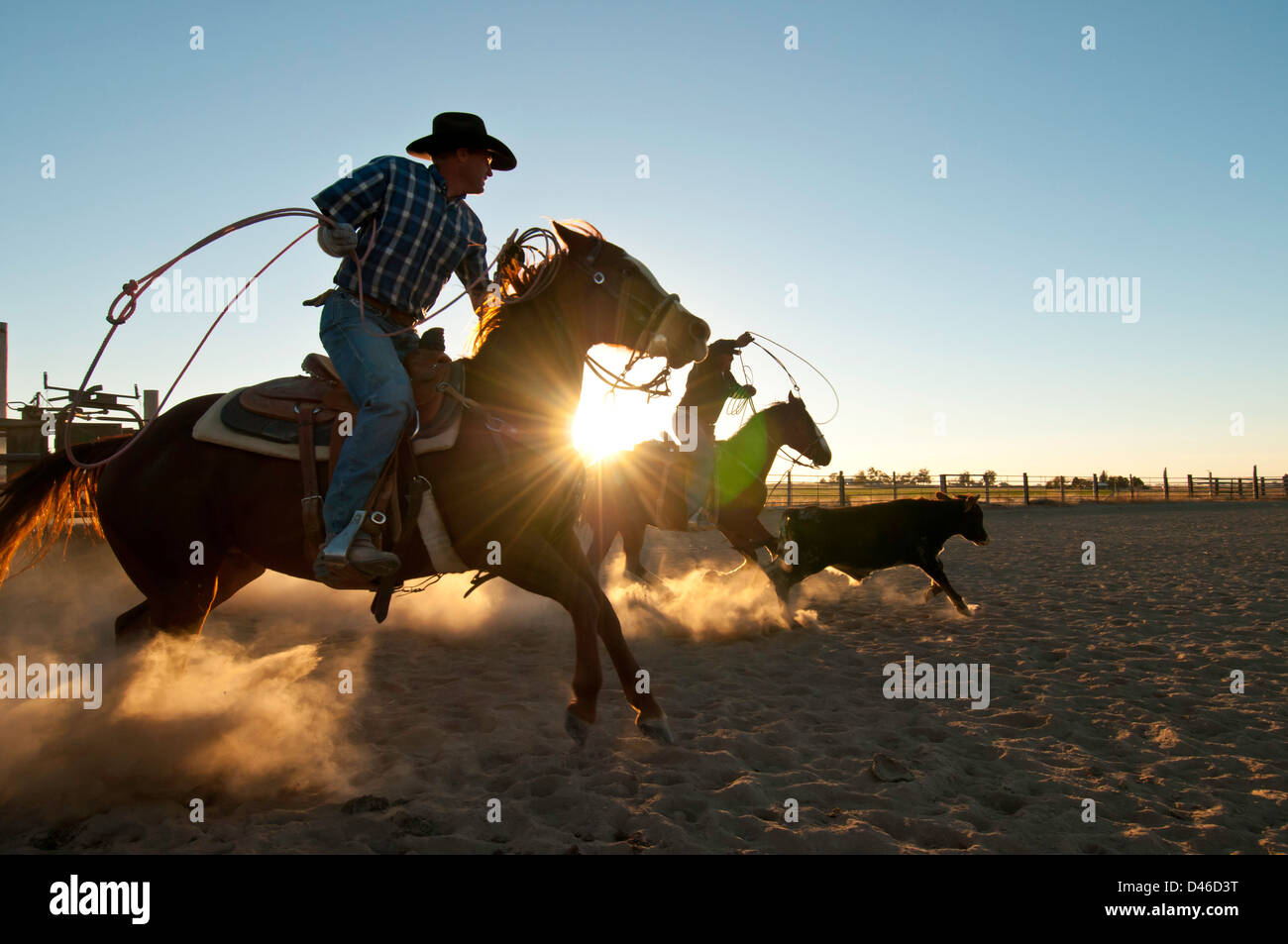 Two cowboys roping steer in a dusty arena with backlit sun rays beaming through at sunset. Twin Falls, Idaho. Stock Photo