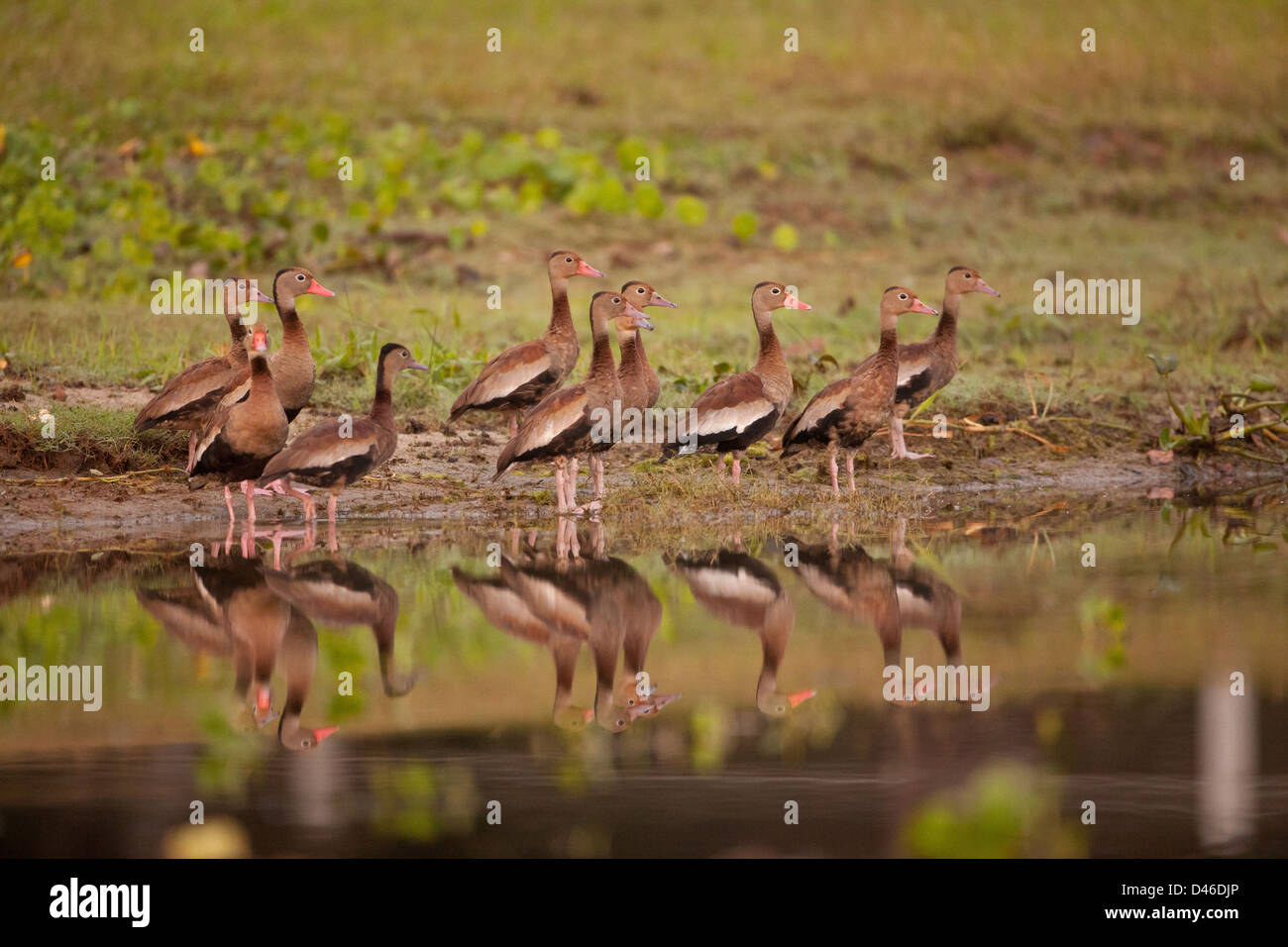 Black-bellied Whistling-ducks, Dendrocygna autumnalis, beside Rio Chagres, Soberania National Park, Republic of Panama. Stock Photo