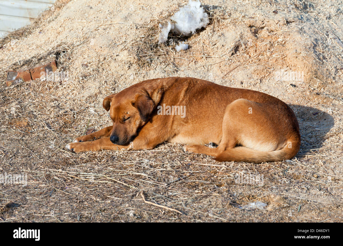 Dog sleeping on ground hi res stock photography and images Page 5 Alamy