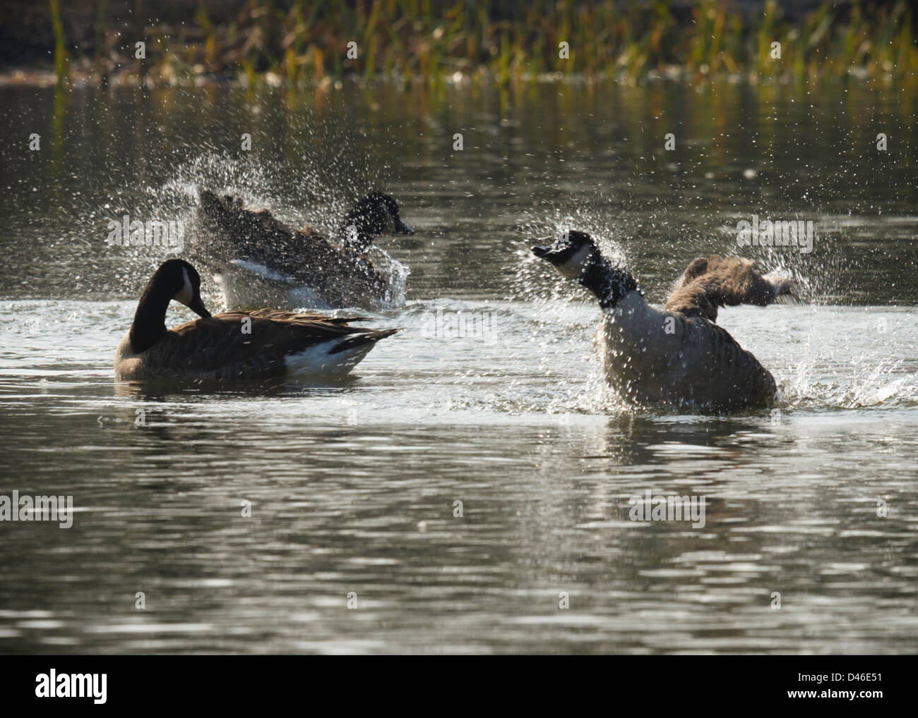 Bath Time With The Canada Geese Stock Photo Alamy