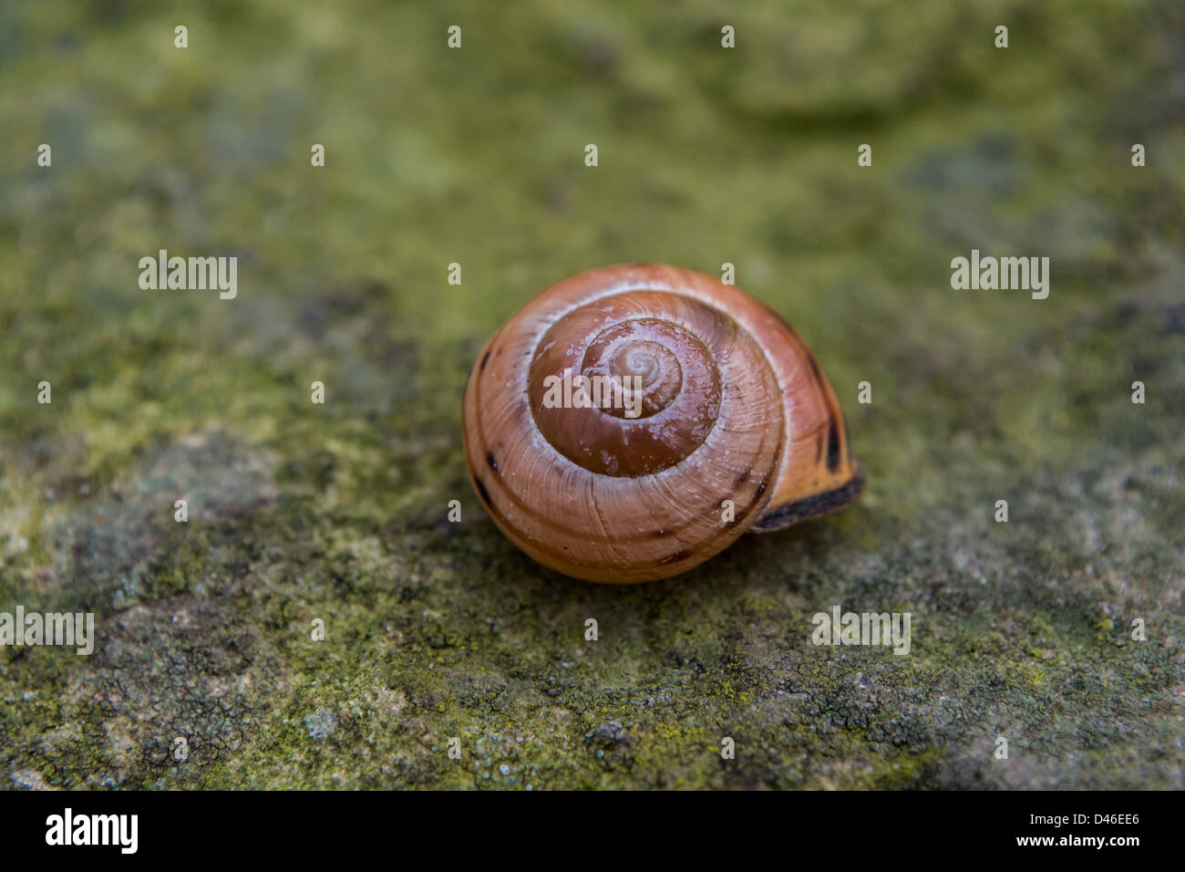 A lovely old striped snail shell Stock Photo