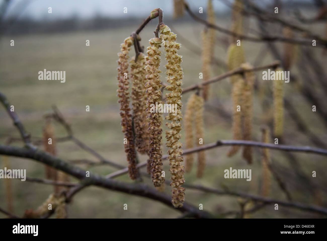 The long feathery male catkins of the Hazel tree Stock Photo Alamy