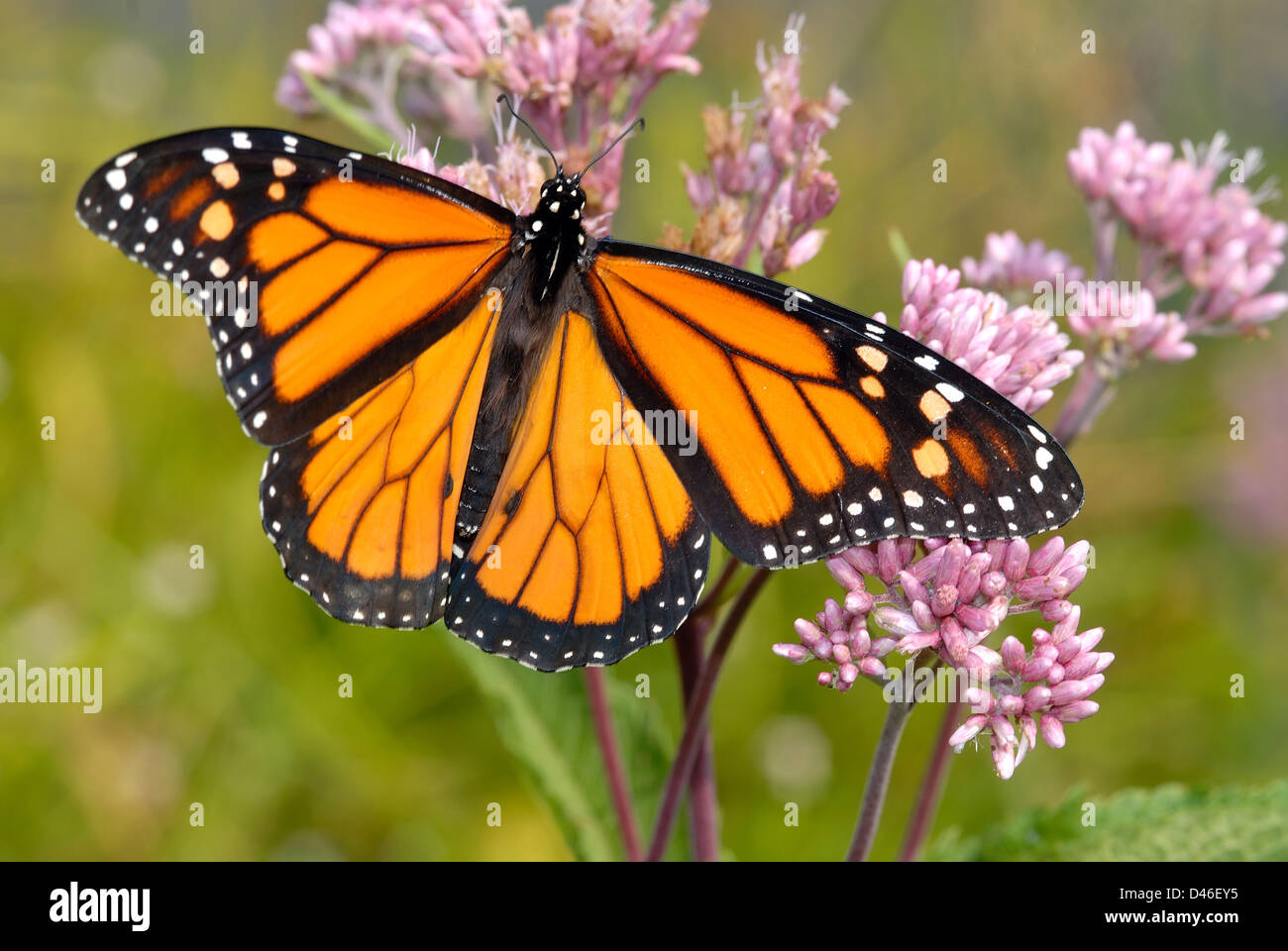 Monarch butterfly on flower Stock Photo