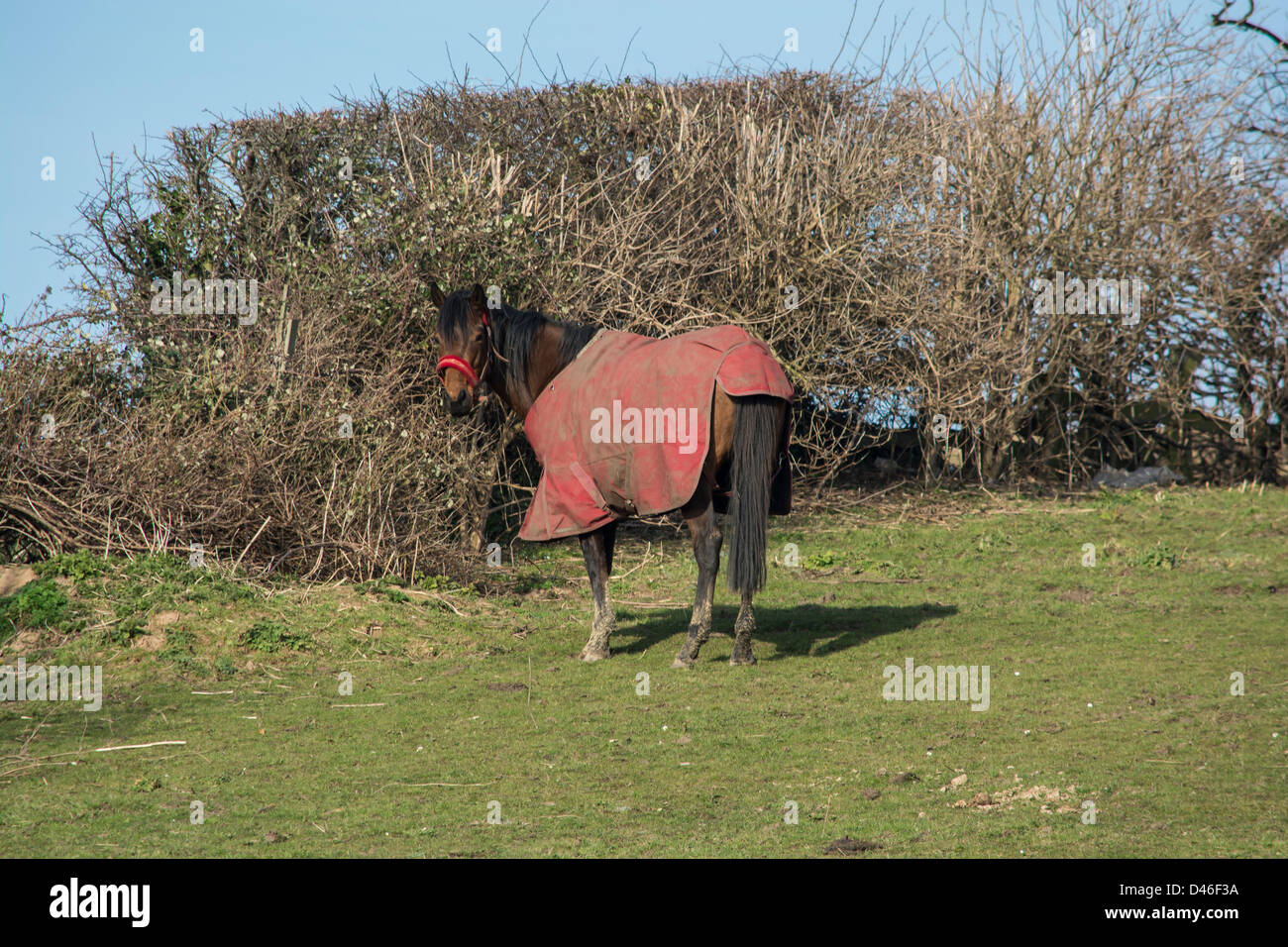 Though its sunny its still winter and cold so this horse is well wrapped up Stock Photo