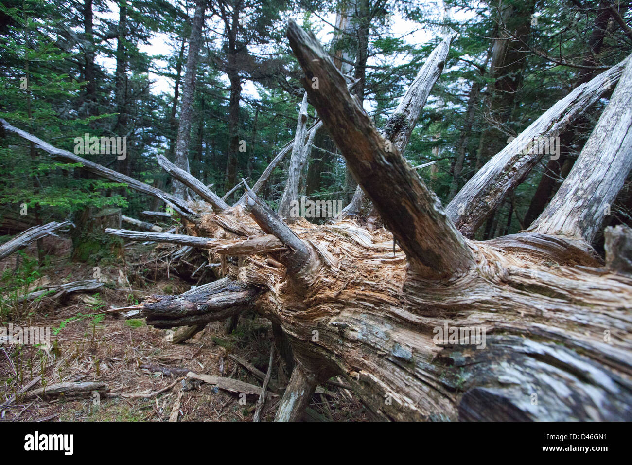 A large fallen dead tree on Mt. Mitchell off the Blue Ridge Parkway in ...