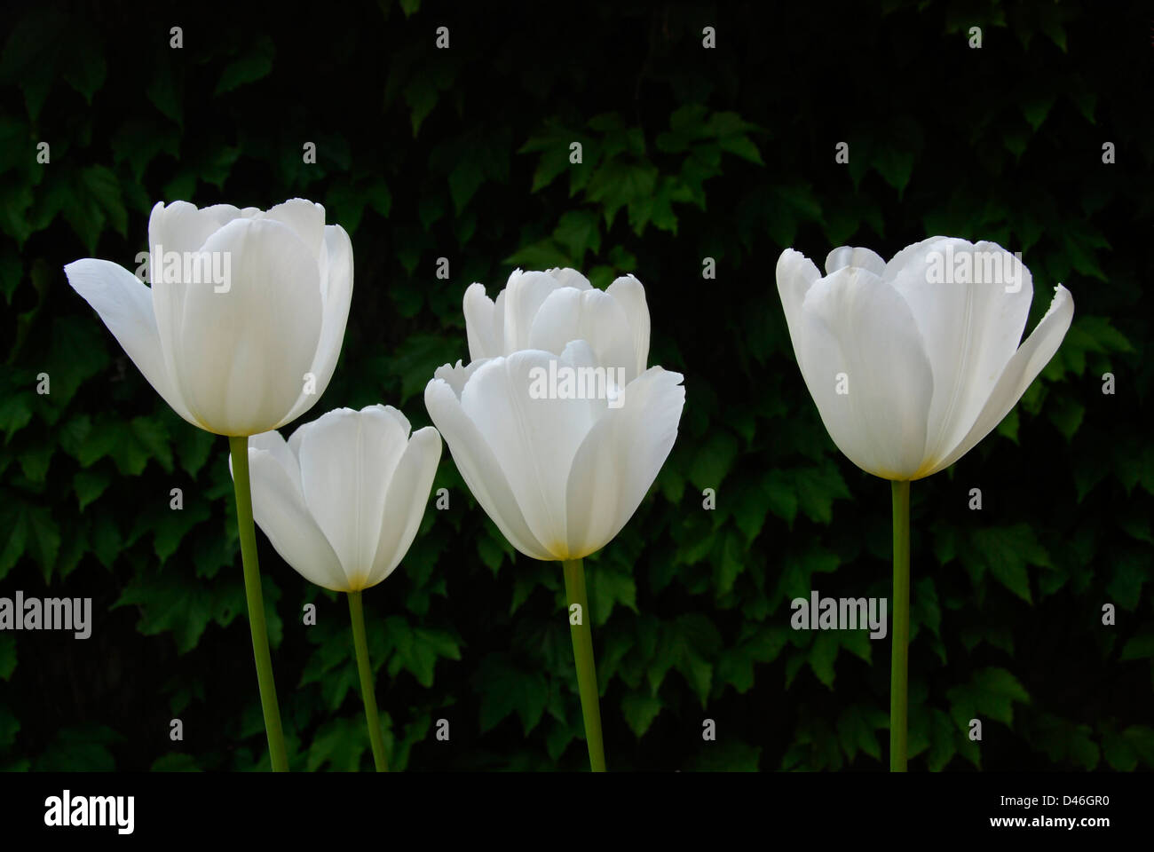 A group of white tulips opening in a Toronto garden Stock Photo Alamy