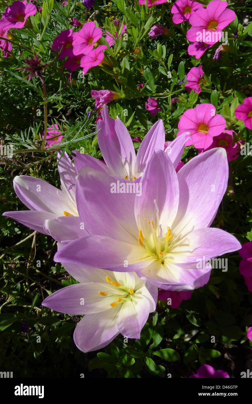 Fall crocus blooming in autumn at a Toronto city park flower garden Stock Photo