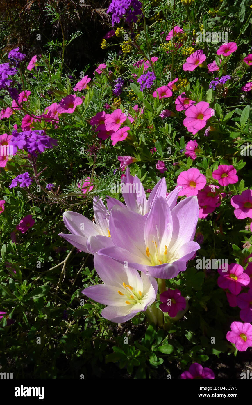 Fall crocus blooming in autumn at a Toronto city park flower garden Stock Photo