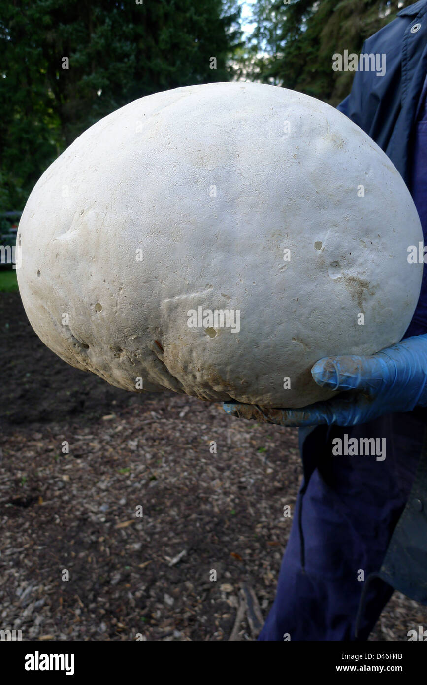 A giant edible puffball fungus (calvatia gigantea) found growing in the wild. Stock Photo
