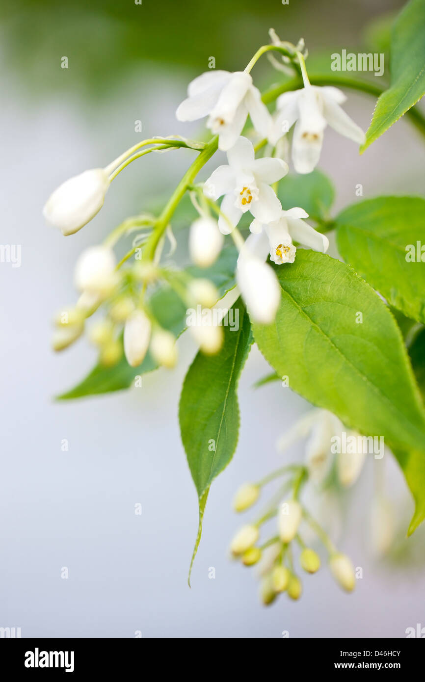 Close up view of a blooming bladdernut (Staphylea colchica) in spring Stock Photo