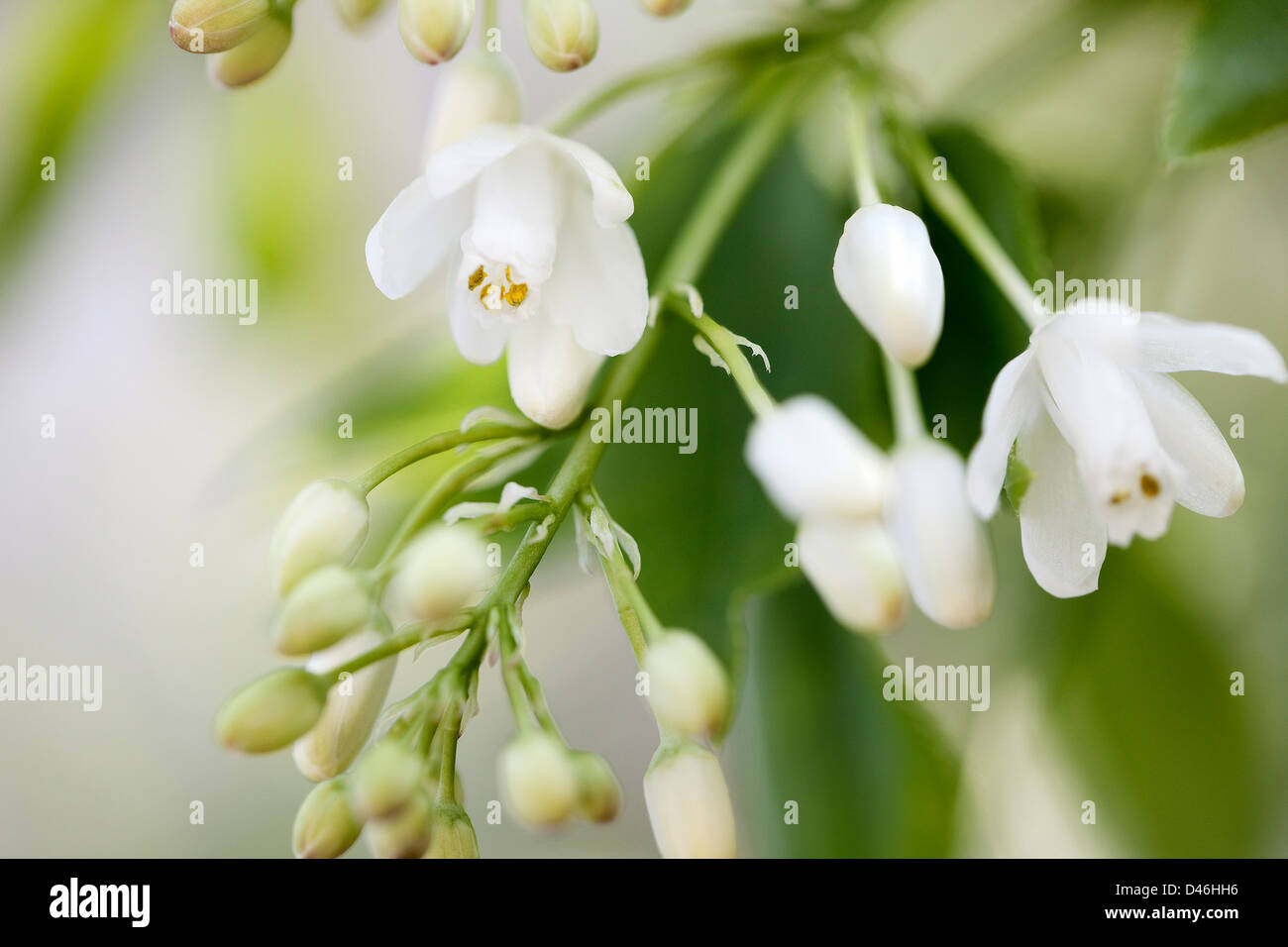 Close up view of a blooming bladdernut in spring with a shallow depth of field. Stock Photo