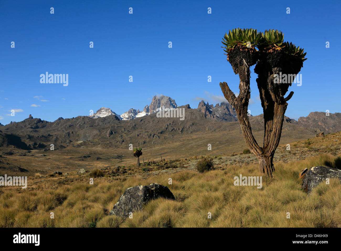 Giant Groundsel Dendrosenecio tree on the slope of Mount Kenya Stock Photo