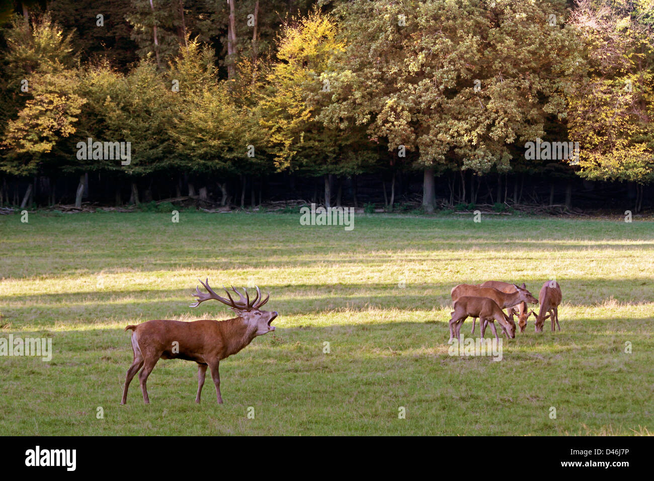 Male red deer in a forest clearing during the rutting Stock Photo