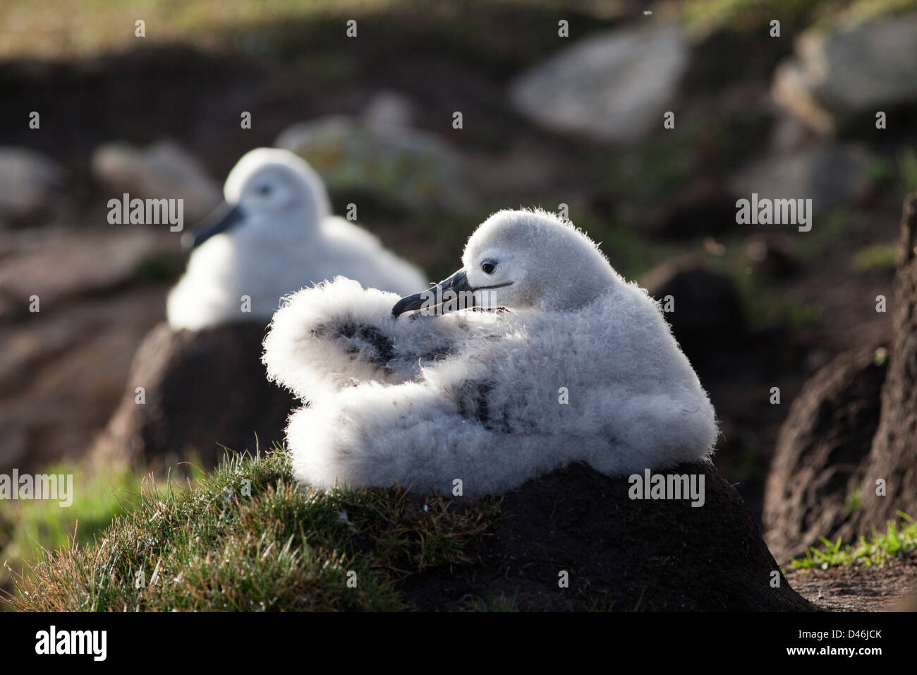 Black-Browed Albatross chicks, Falkland Islands. Stock Photo
