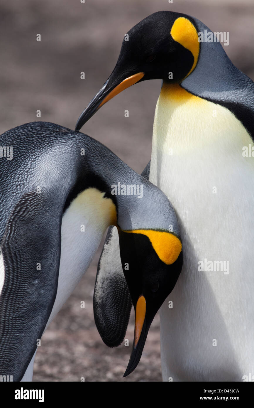 King Penguin Pair, Falkland Islands Stock Photo