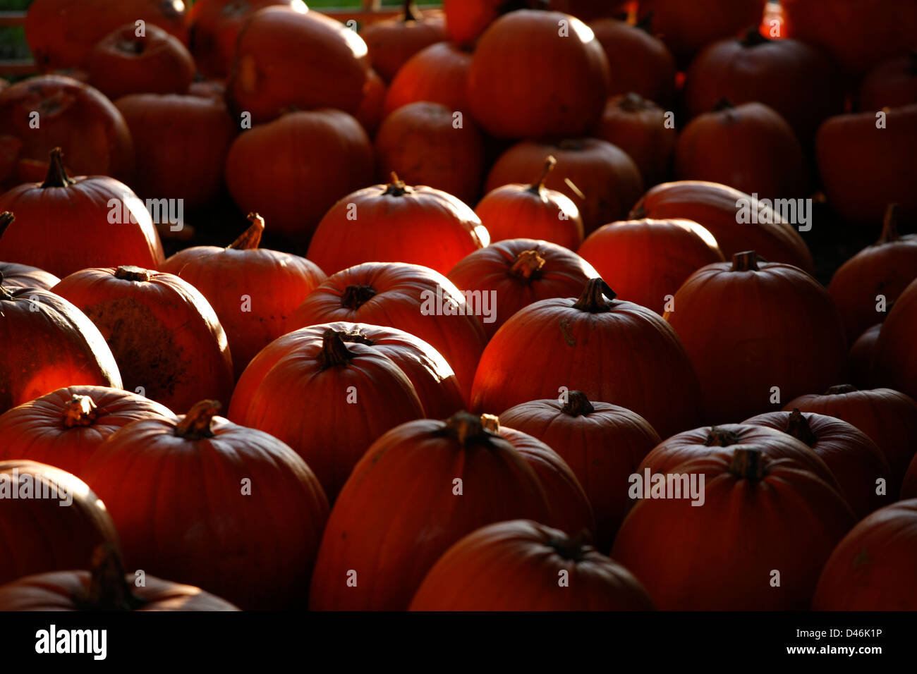 Pumpkins harvested and stored in a barn Stock Photo - Alamy