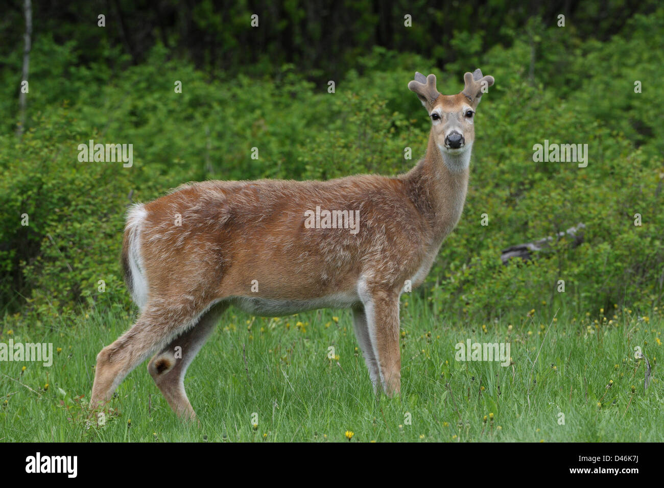 White tailed deer hooves hi-res stock photography and images - Alamy
