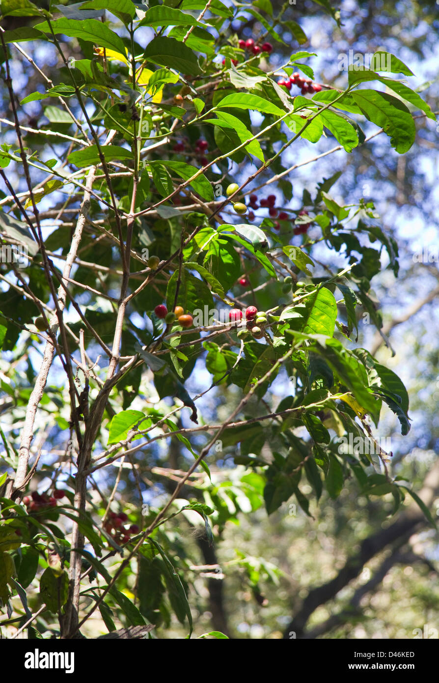Ethiopian coffee cherries hires stock photography and images Alamy