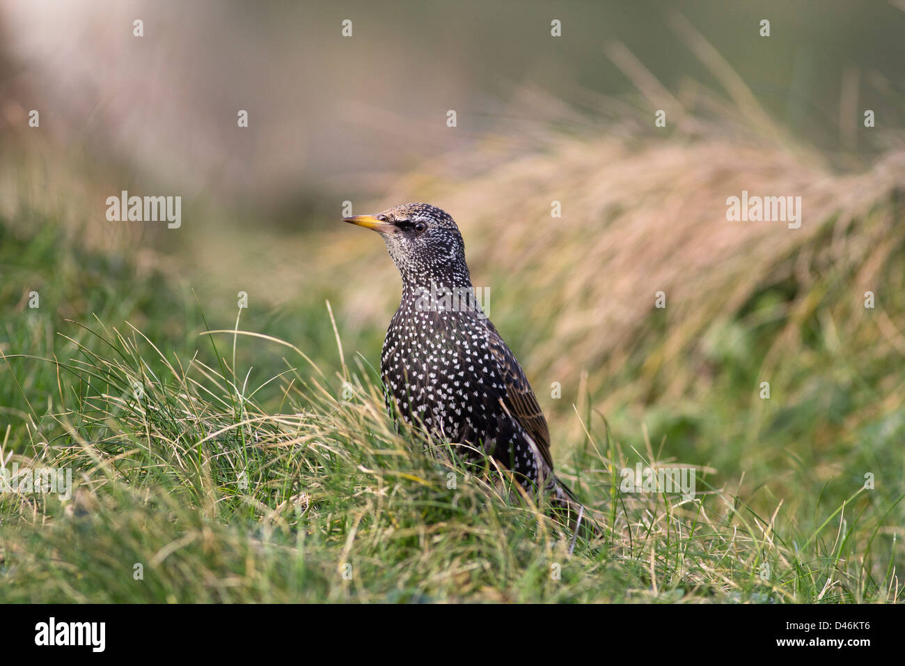 Common Starling, Sturnus vulgaris Stock Photo