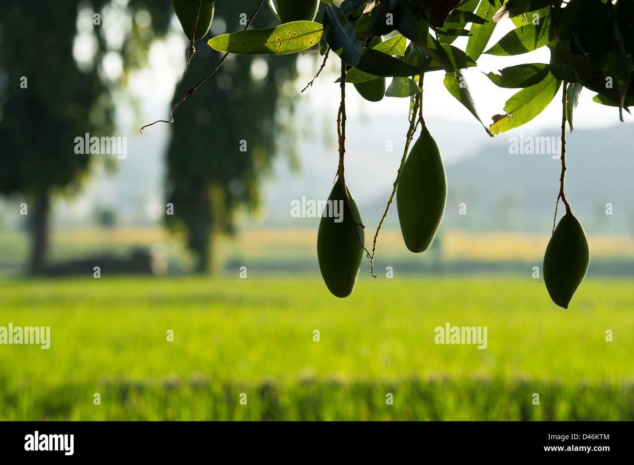Mangifera indica. Ripening Mango on a tree in the Indian countryside