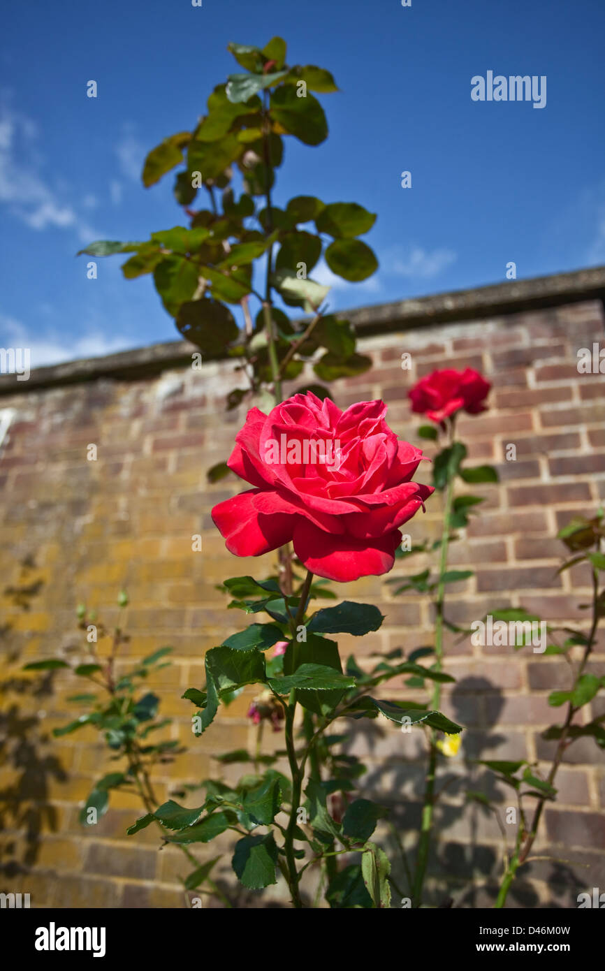 Red Roses: Their Meaning, Symbolism and History – Magic Flower Company