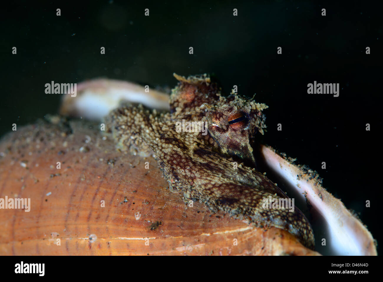 A coconut octopus takes a pic out from the shell where it hides. Indonesia Bali Stock Photo