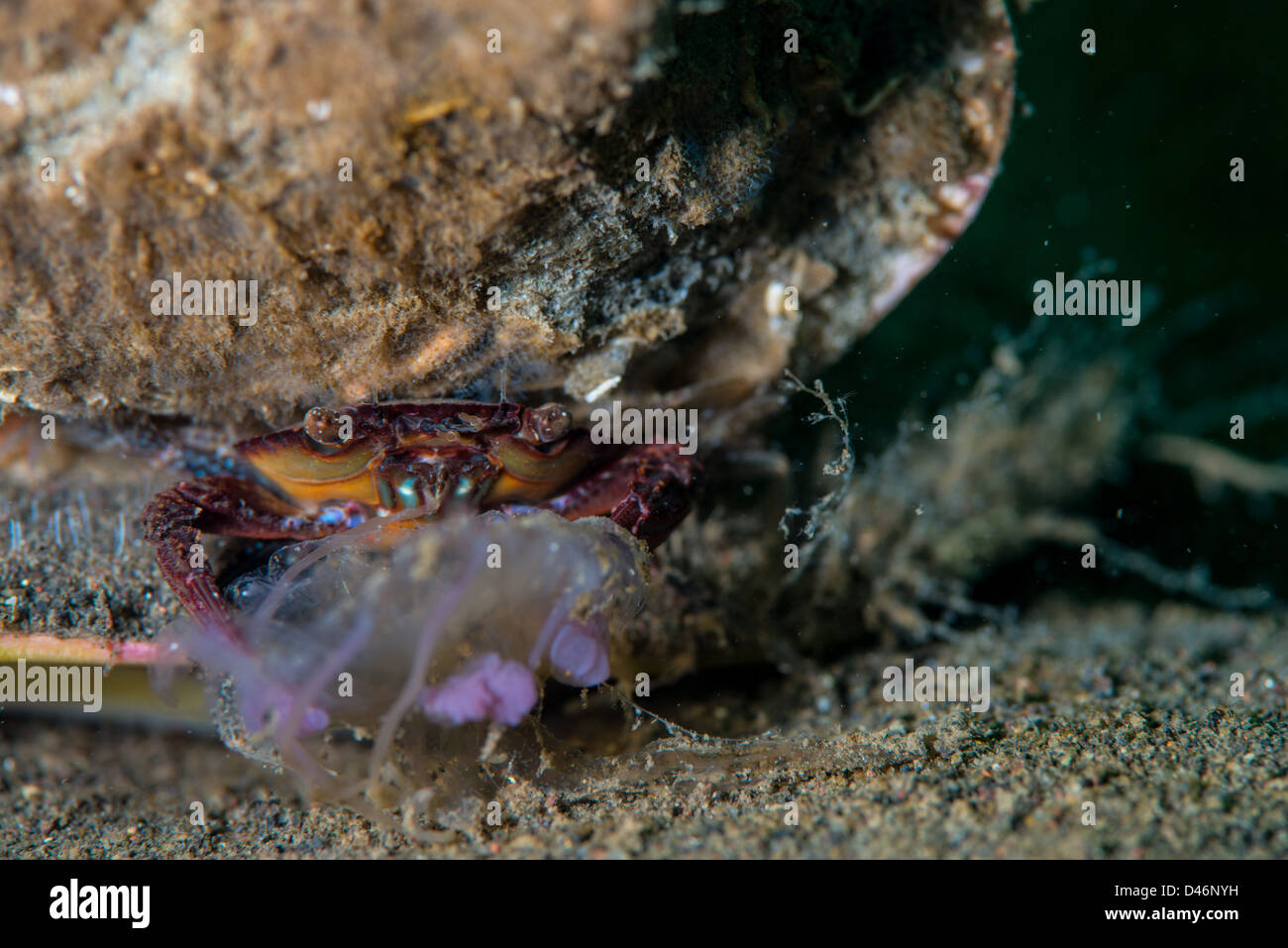 A crab is eating a jellyfish while take a ride on a giant shell Stock