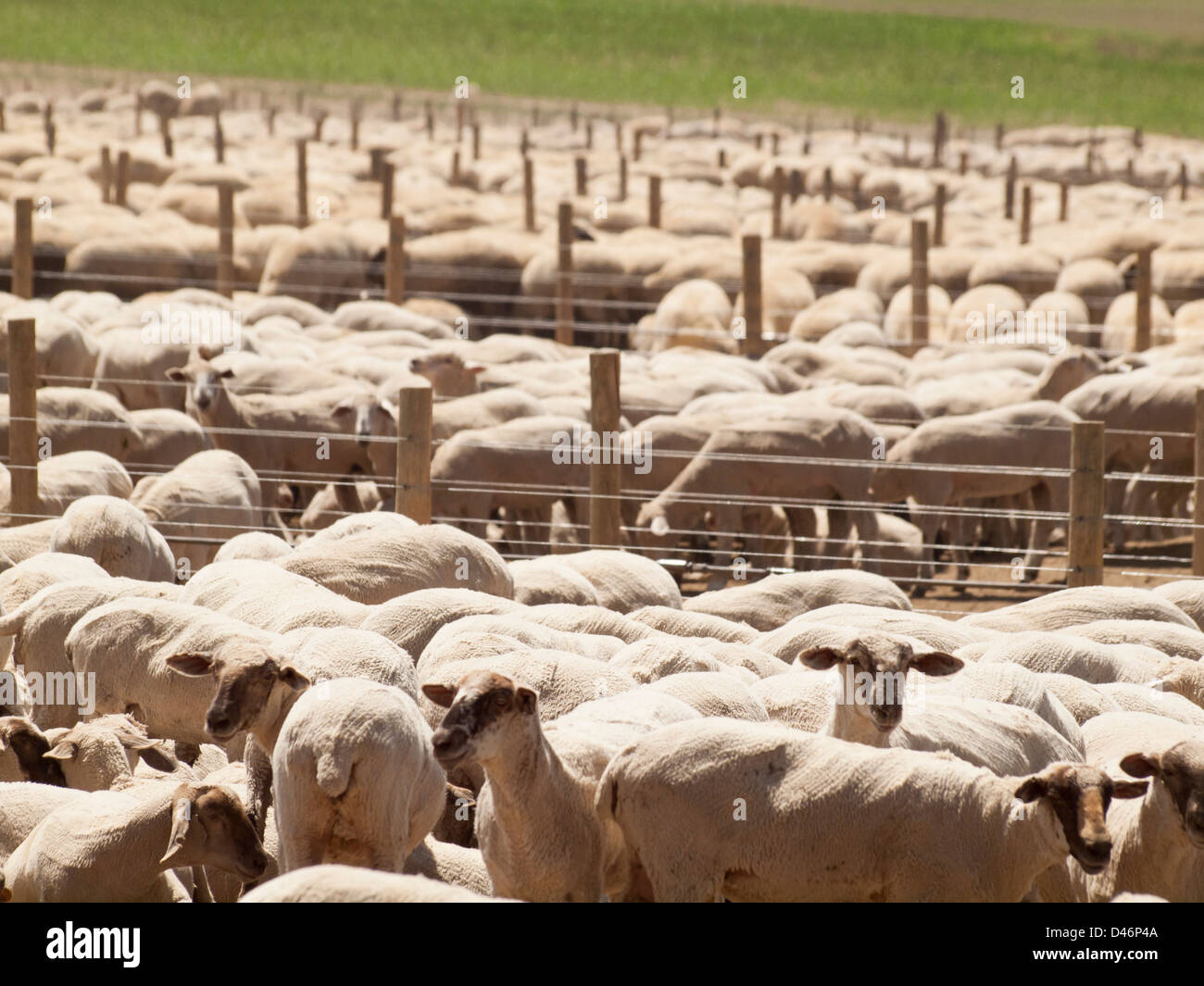 Shaved sheep on sheep farm in Colorado Stock Photo Alamy