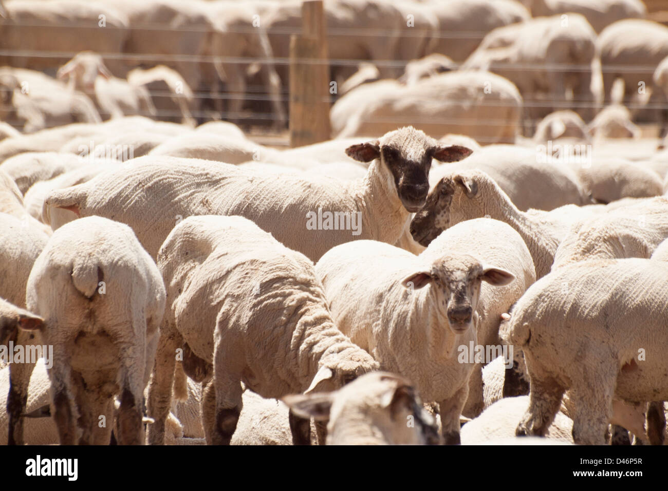 Shaved sheep on sheep farm in Colorado Stock Photo Alamy