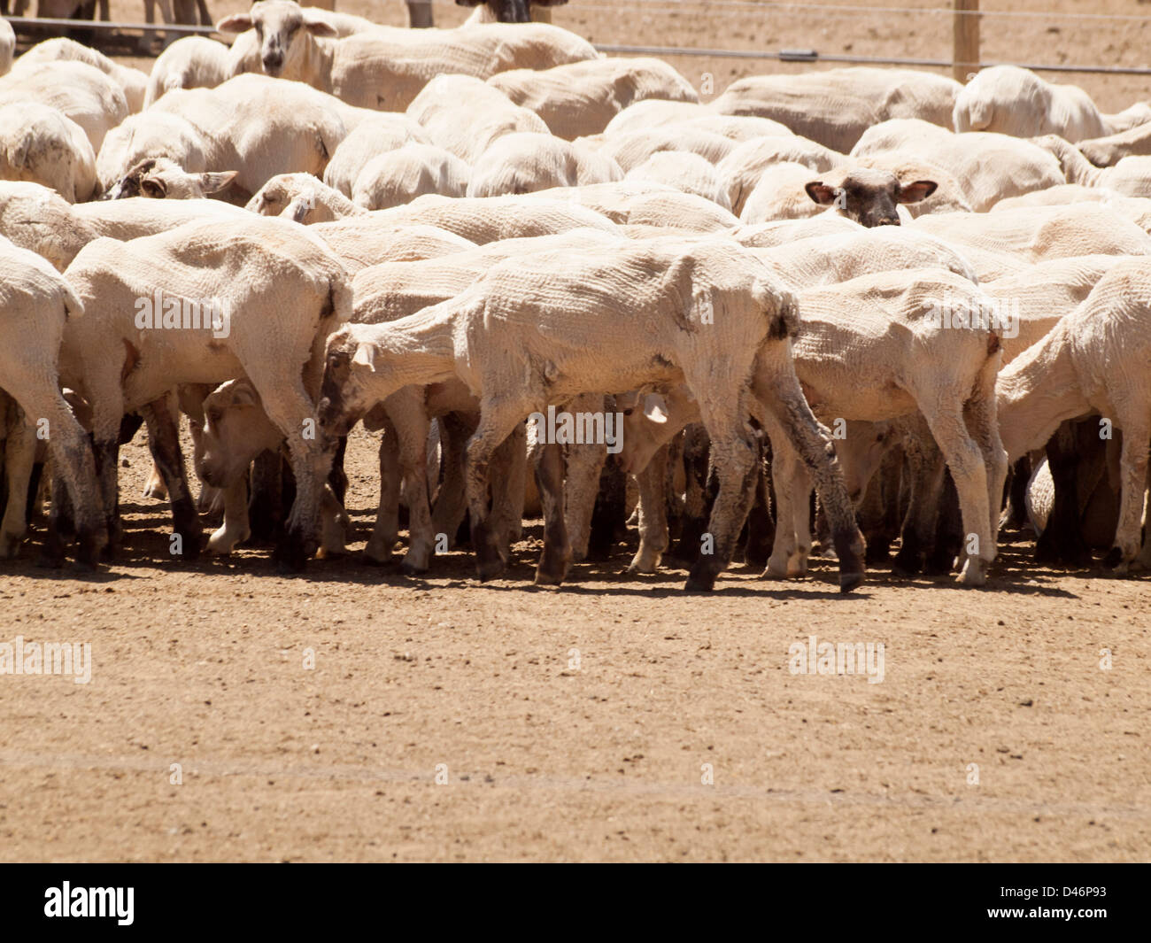 Shaved sheep on sheep farm in Colorado Stock Photo Alamy