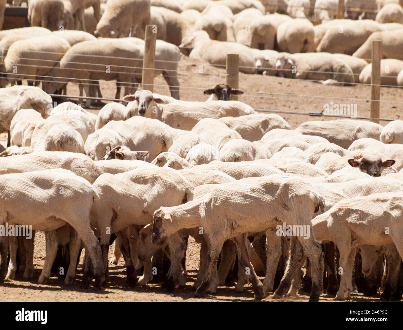 Shaved sheep on sheep farm in Colorado Stock Photo Alamy