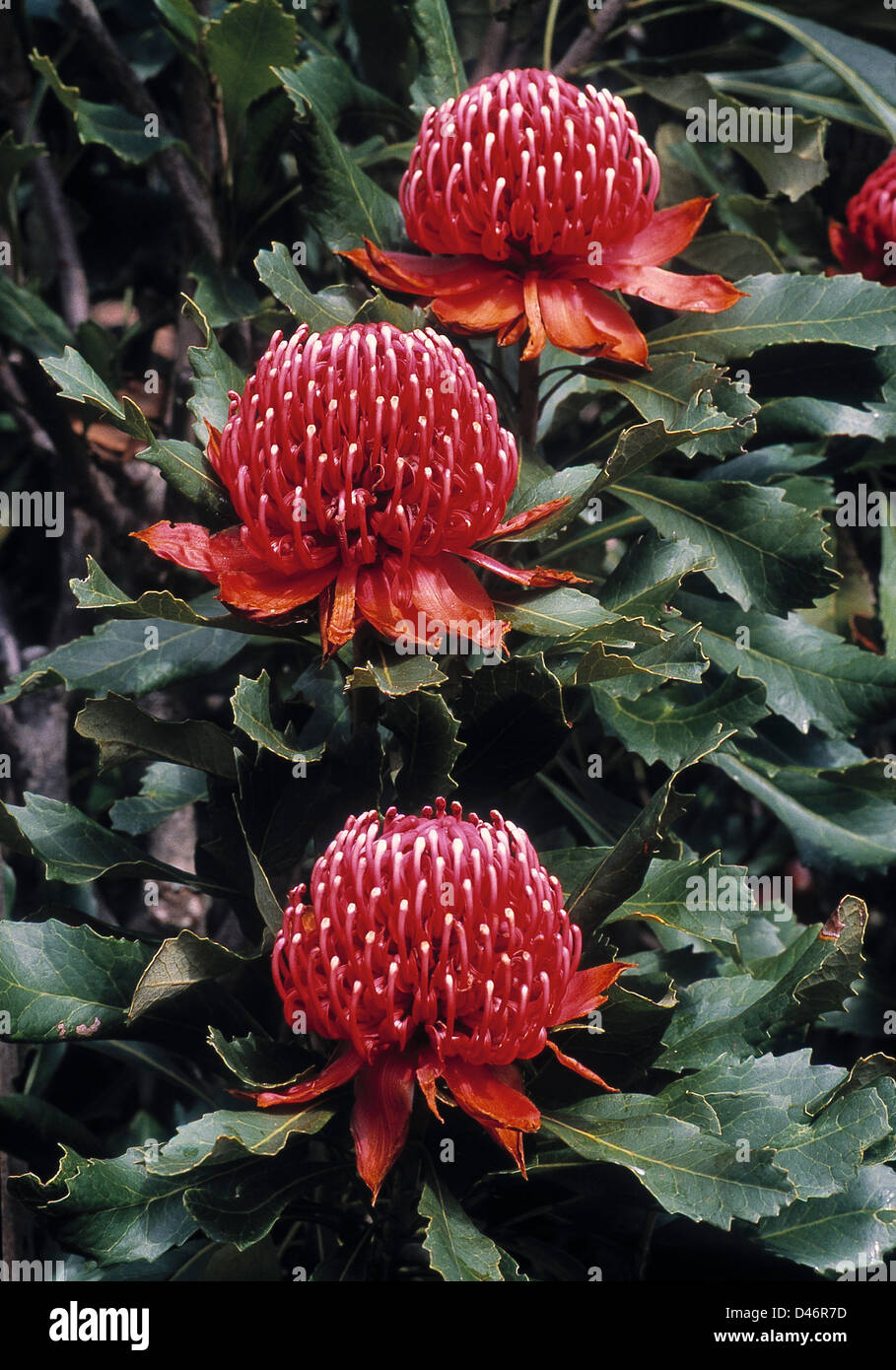The Australian Waratah Stock Photo Alamy