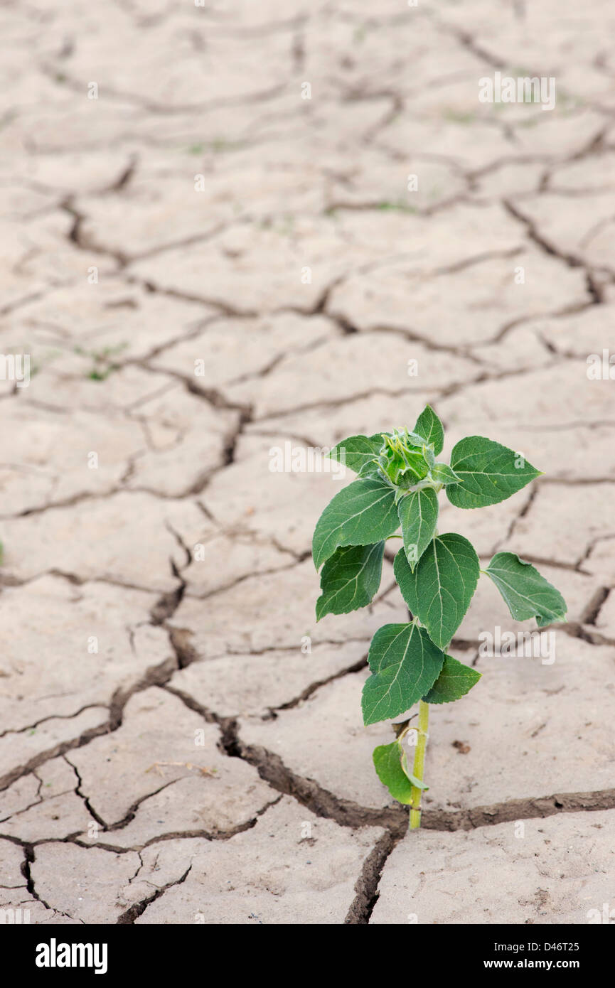 Undernourished Sunflower growing through dry cracked earth in the