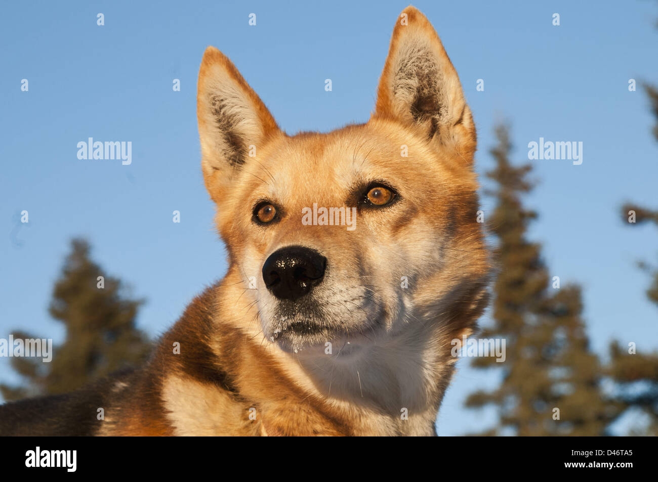 Mar 02, 2013 - Anchorage, Alaska, U.S. - Musher lead dog Cougar for Anna Berington, Iditarod sled dog race. (Credit Image: © Ron Levy/ZUMAPRESS.com) Stock Photo