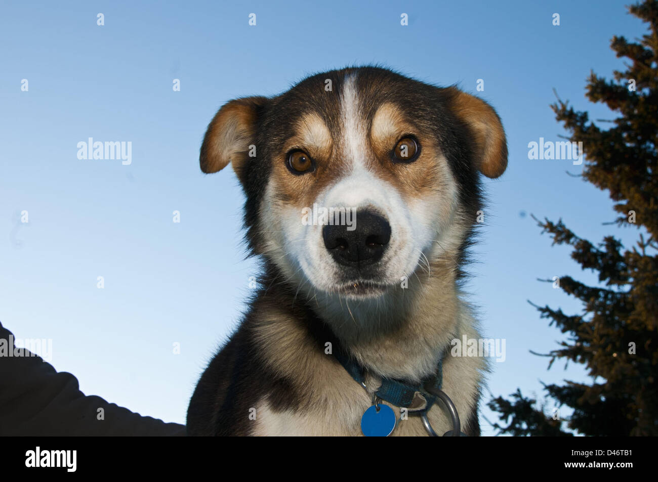 Mar 02, 2013 Anchorage, Alaska, U.S. Iditarod lead sled dog Vinnie, for musher Kristy