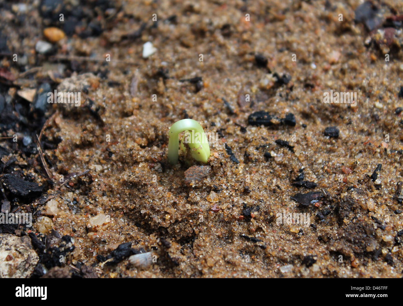 Initial growth of a bitter gourd seed Stock Photo Alamy