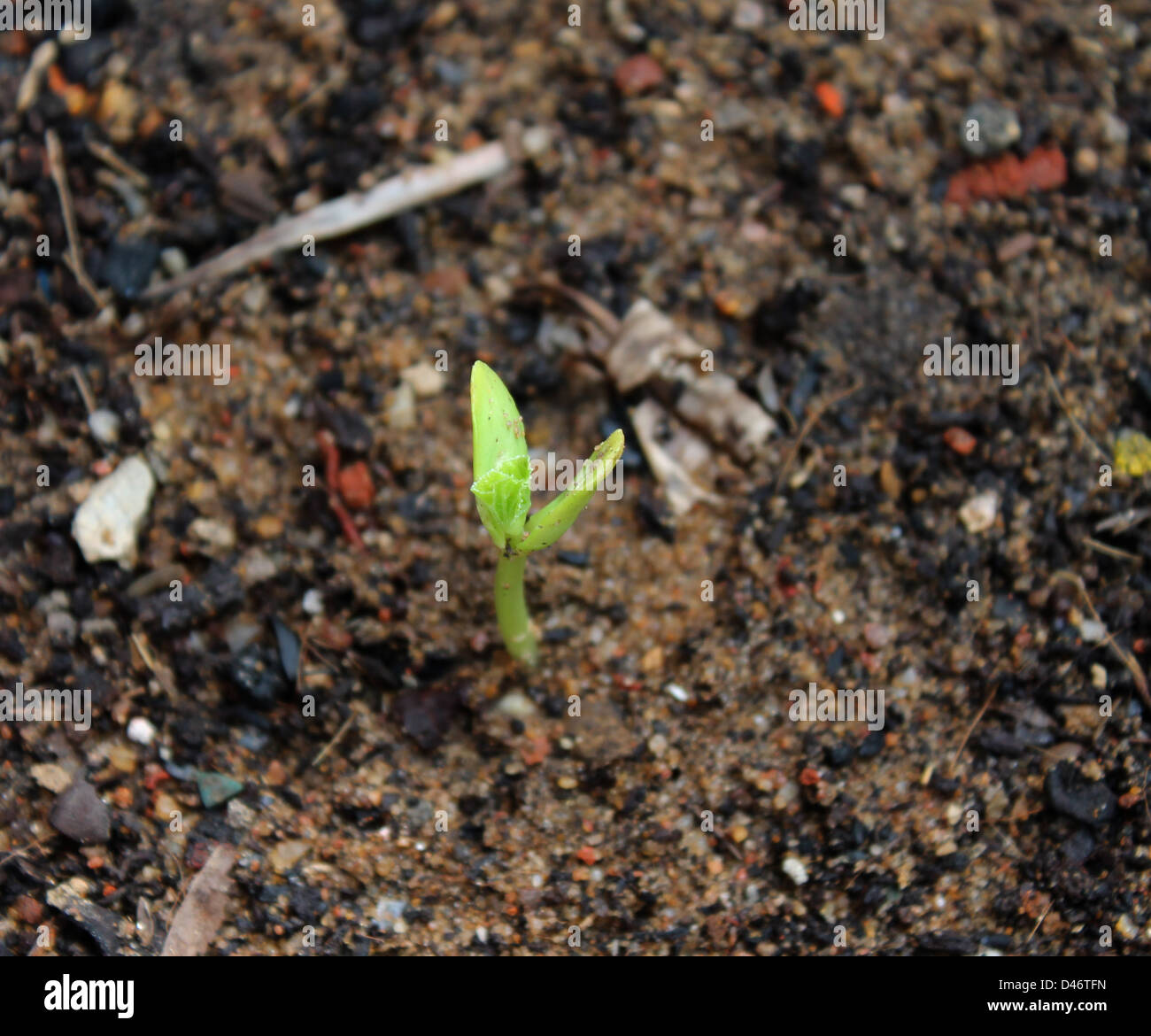 A bitter gourd seedling, an early stage of growth Stock Photo Alamy