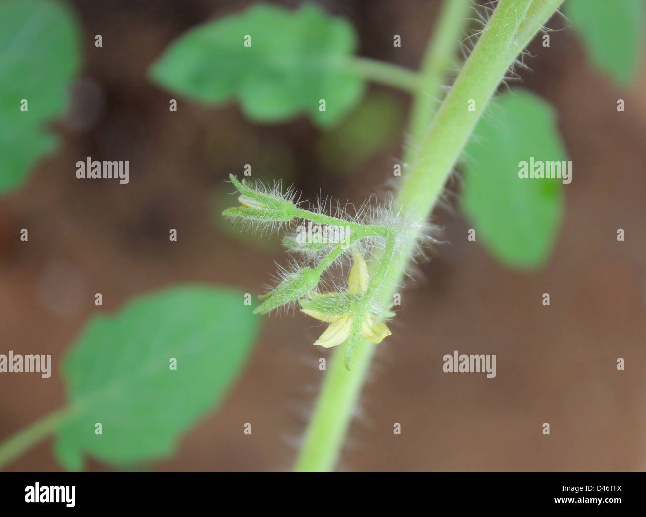 Flower buds of tomato Stock Photo Alamy
