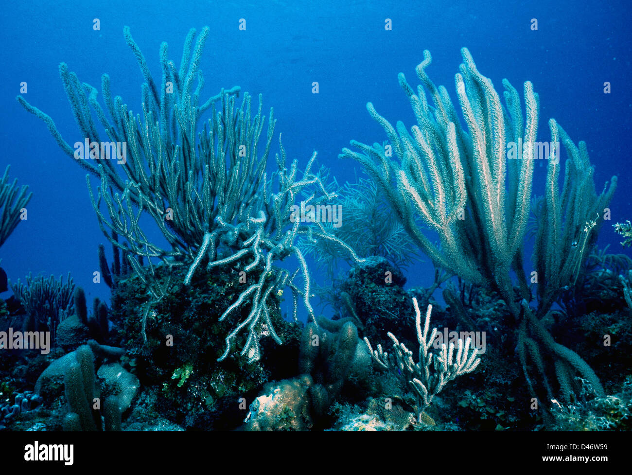 Knobby Sea rod, Eunicea sp., Giant slit pore Sea Rod, Plexaurella nutans, Gorgoniaceae, Octocoral. Cuba, Carribean Sea Stock Photo