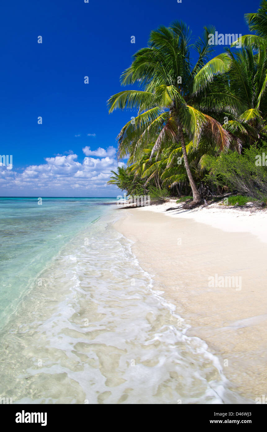 Tropical beach with sea wave on the sand and palm trees Stock Photo - Alamy
